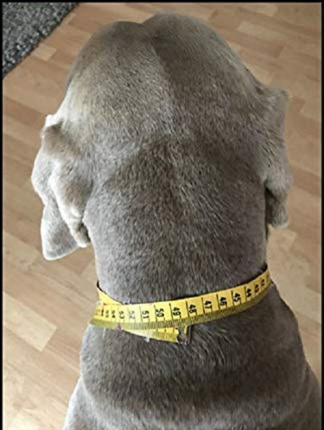 EM-Keramikhalsband für Hunde